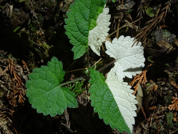 c0143772_9312521.jpg