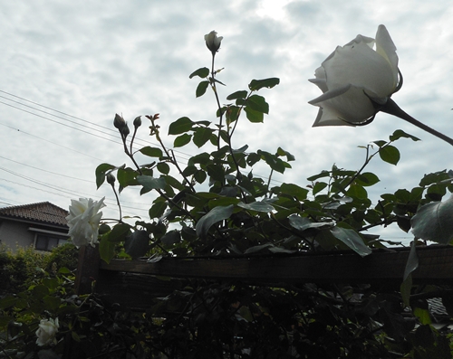 f0366679_2124080.jpg
