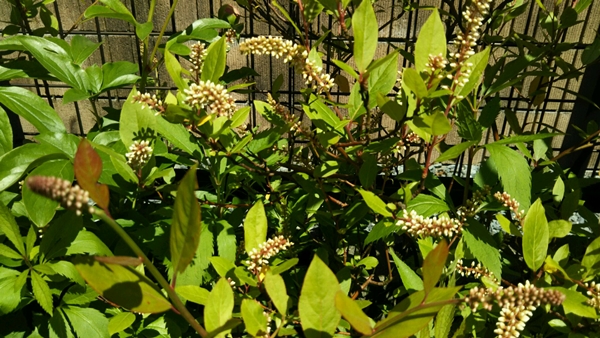 f0366679_23322254.jpg