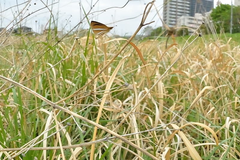 f0031682_08102362.jpg