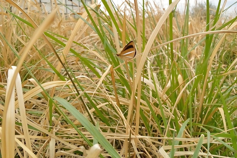 f0031682_08103069.jpg