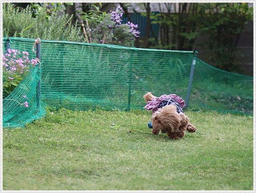 b0175688_20323697.gif