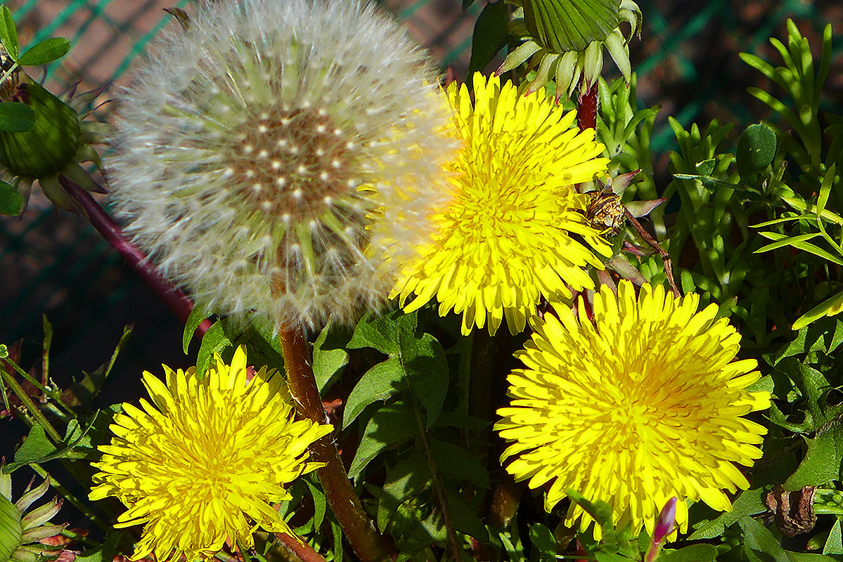 e0157891_1541536.jpg