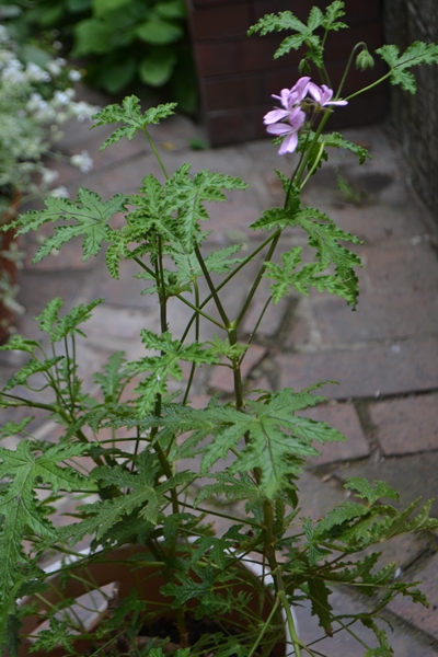 a0240403_10362561.jpg