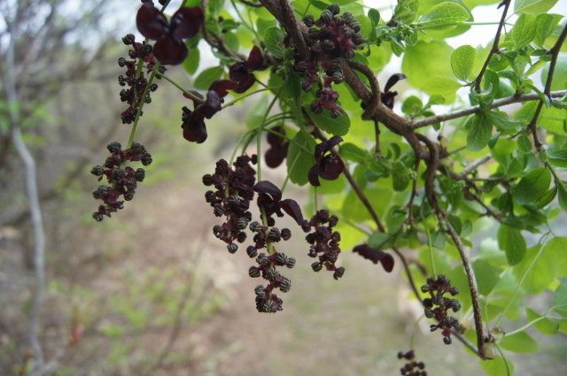 f0327308_06575334.jpg