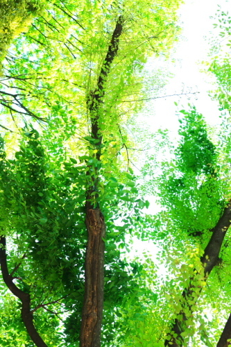 a0263109_14242915.jpg