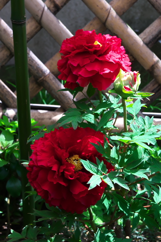 a0263109_14295658.jpg