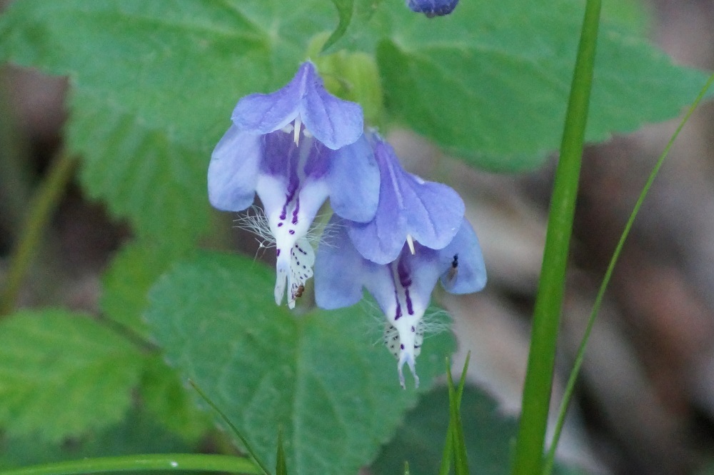 c0042418_07224761.jpg