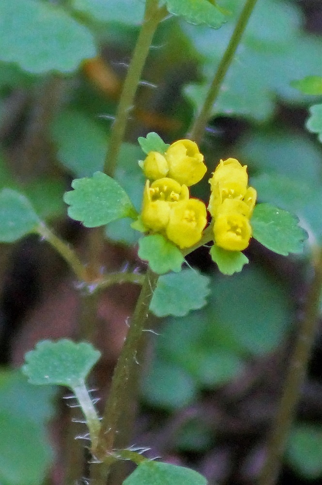 c0042418_07231351.jpg
