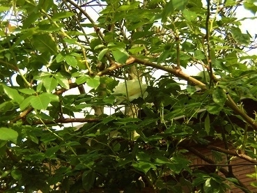 c0204121_08274777.jpg