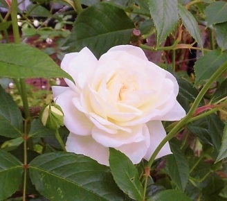 c0204121_08302645.jpg
