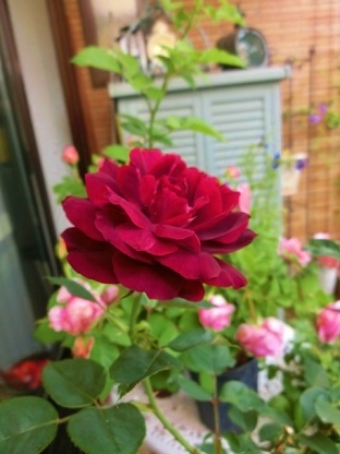 c0204121_08420325.jpg