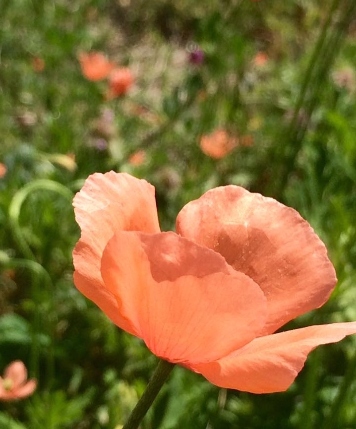 e0172134_20414000.jpg
