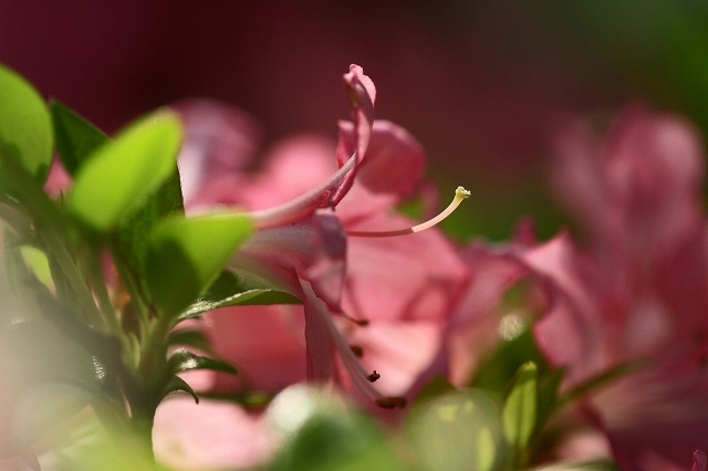 a0242438_22043205.jpg