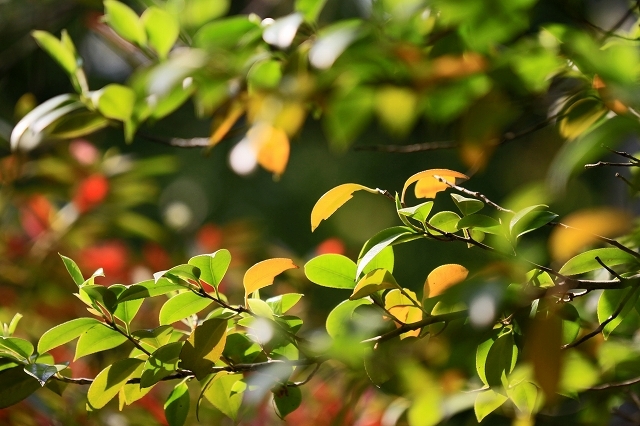 a0242438_22043911.jpg