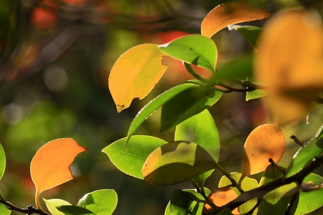 a0242438_22043936.jpg