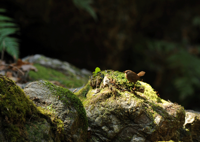 d0290240_19222369.gif