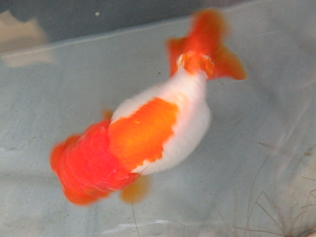 f0334143_17175436.jpg