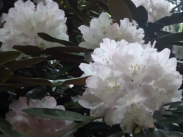 f0334143_1775231.jpg