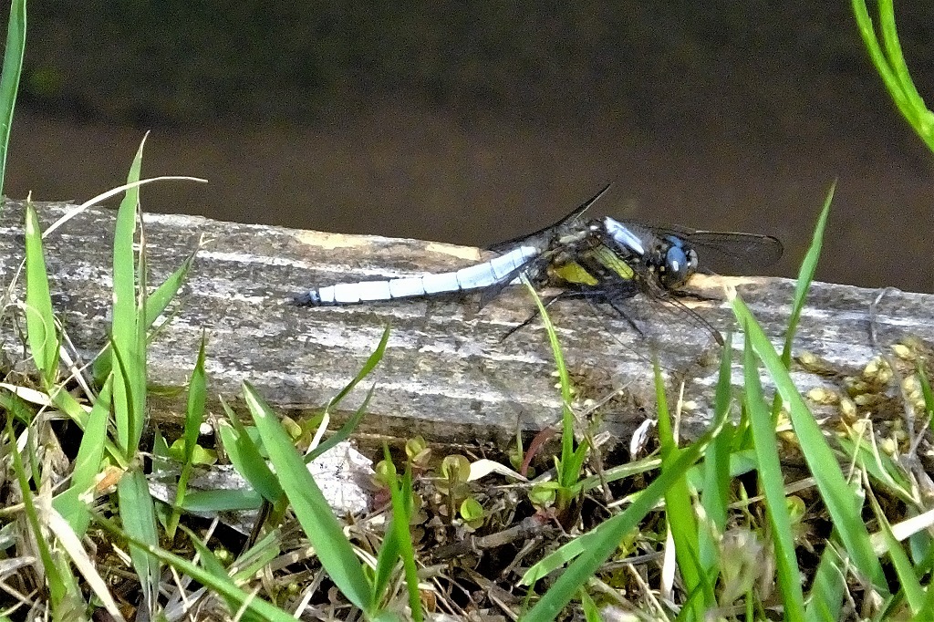 b0236251_10385447.jpg