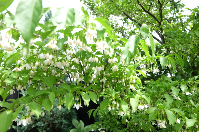 c0358651_15100228.jpg