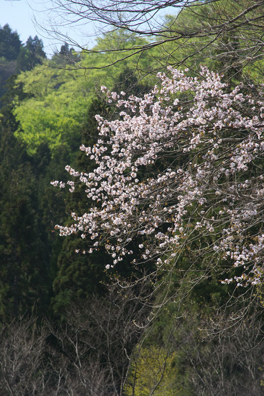 d0342652_8355879.jpg