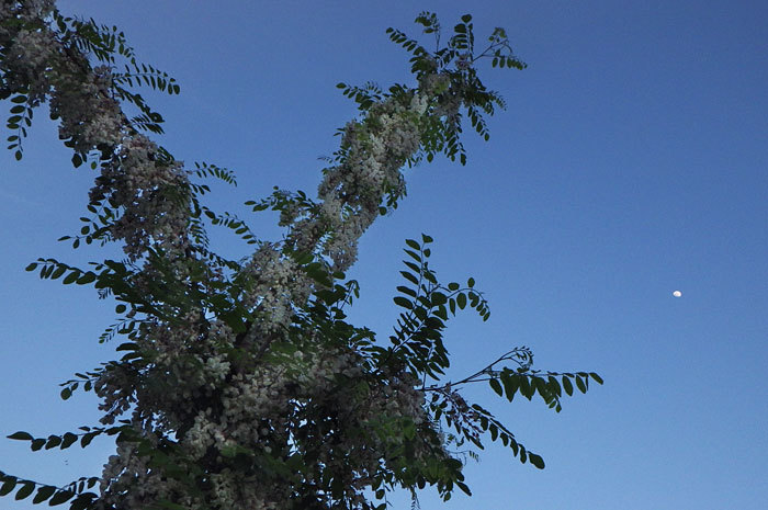b0083462_10582145.jpg