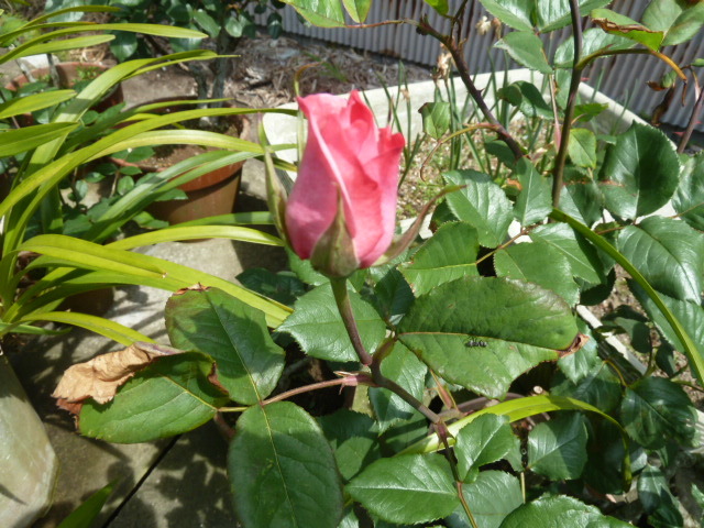 e0278968_21390497.jpg