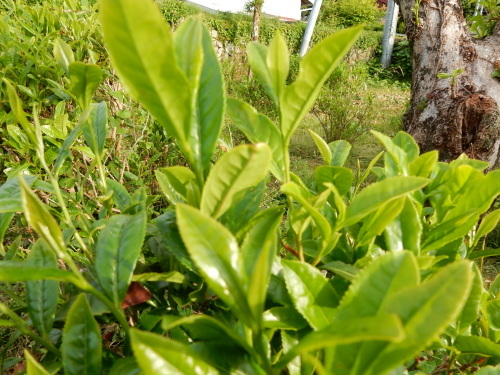 f0054677_08323539.jpg