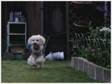 b0175688_21461007.gif