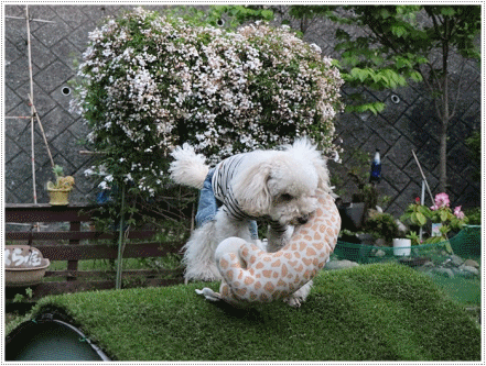 b0175688_21461153.gif