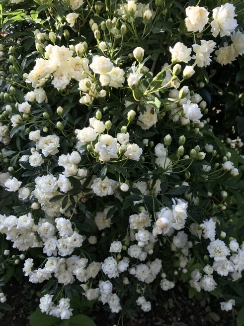 a0027290_08083992.jpg