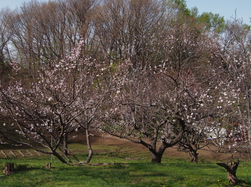 c0360399_2143216.jpg
