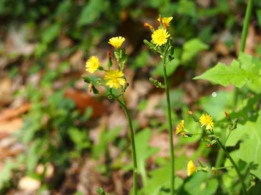 e0245404_20403359.jpg