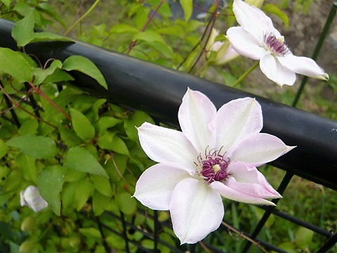 c0112206_21365099.jpg