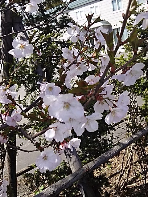f0316507_18405506.jpg