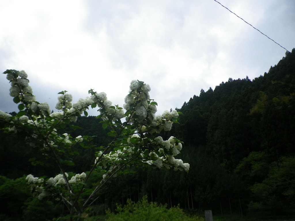 e0052716_9165486.jpg