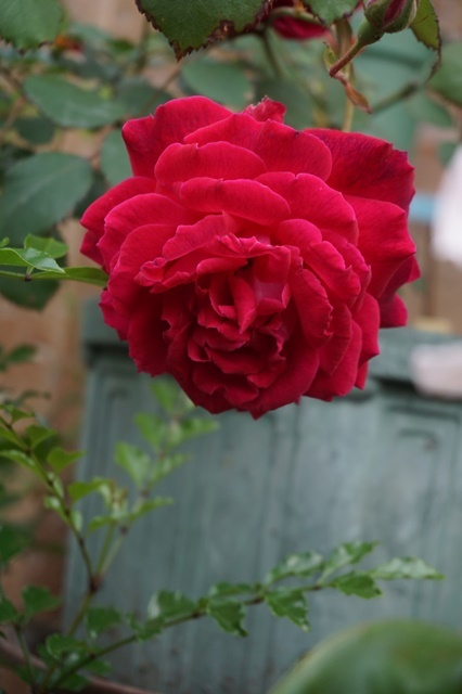 a0067720_00074557.jpg