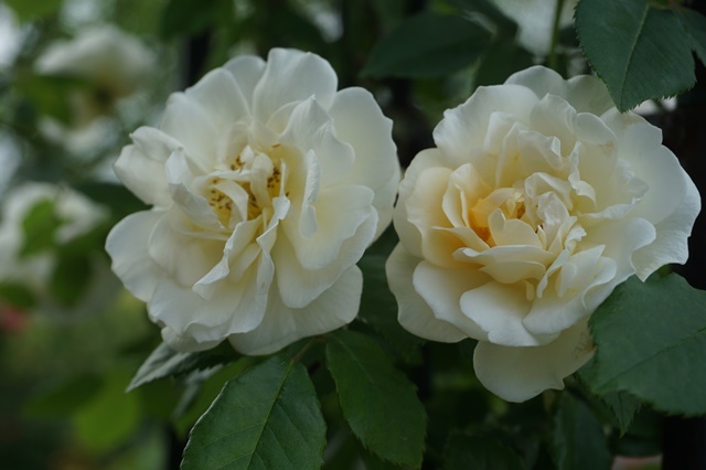 a0067720_00074634.jpg