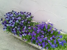 f0151628_05144757.jpg