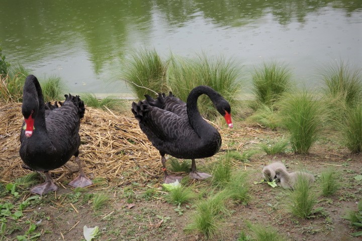 e0300042_03324292.jpg