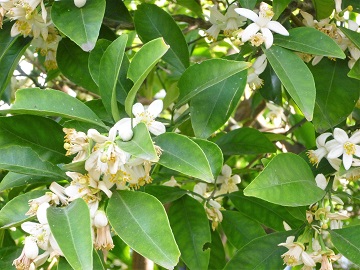c0179853_730212.jpg