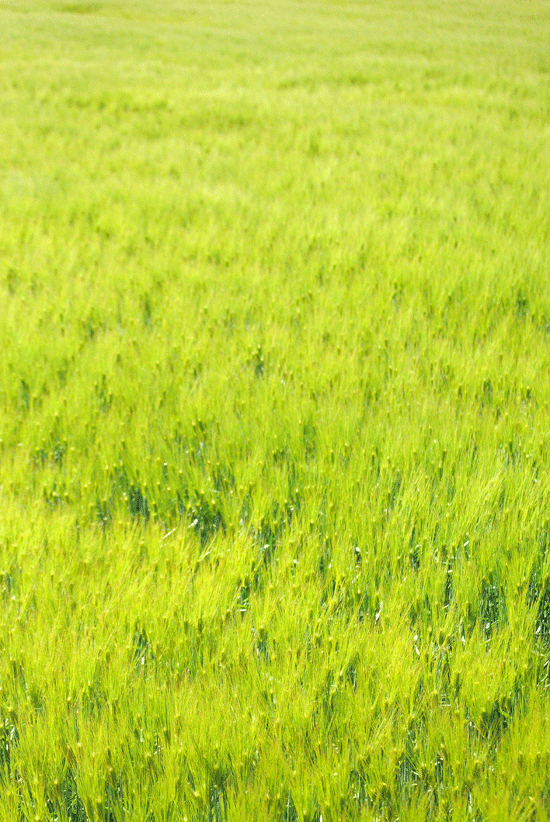 a0001354_22345540.gif