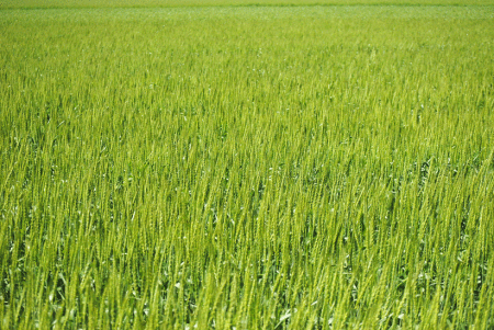 a0001354_22352338.gif