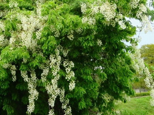 a0018655_14063332.jpg