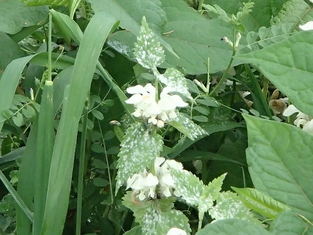 b0044663_22442486.jpg