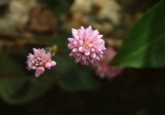 e0128863_13112049.jpg