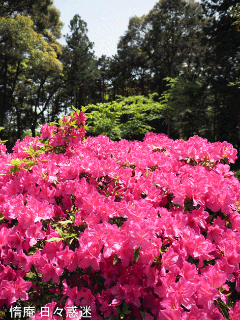 e0346064_16312898.gif