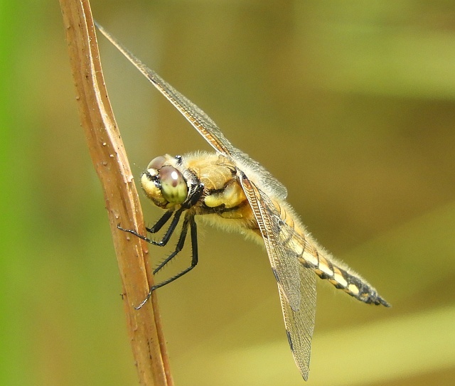 f0378979_17524866.jpg