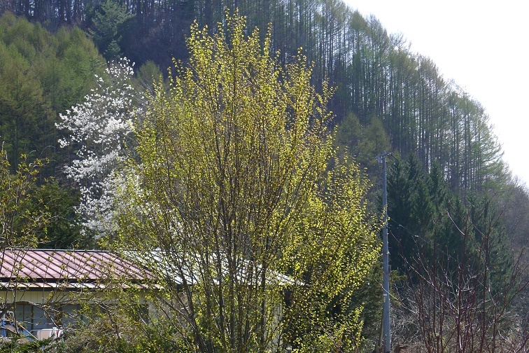 a0130586_17414570.jpg